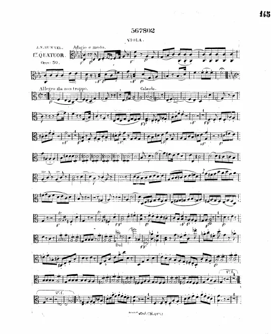Viola