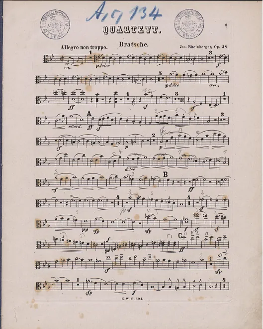 Viola (color, with annotations)