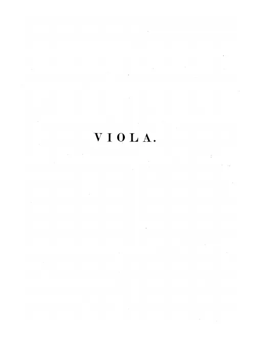Viola (measured numbered)