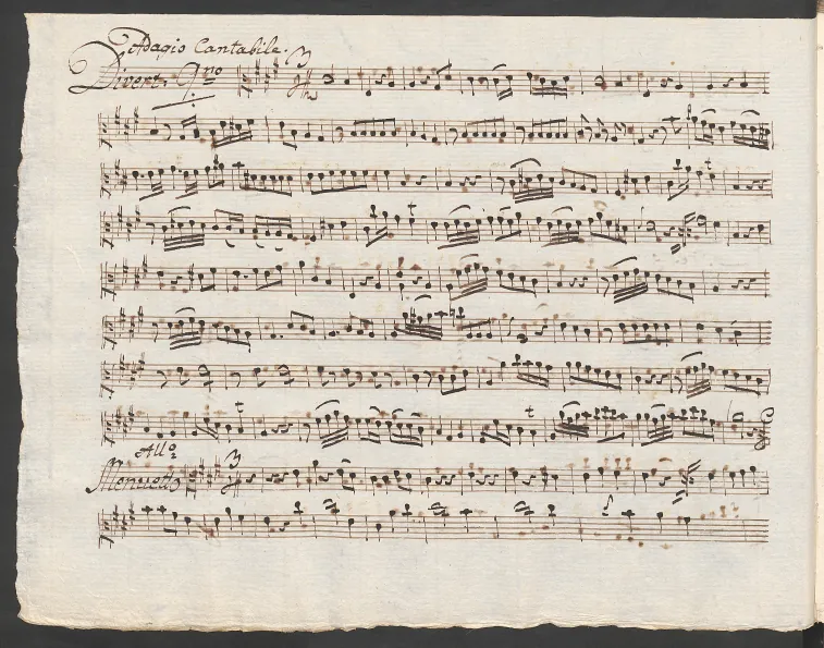 Viola